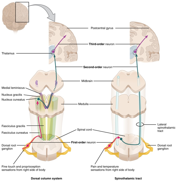Dorsal Column System